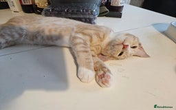 Maine Coon cats for sale: Maine Coon Kittens READY NOW parents not registere - Image 27