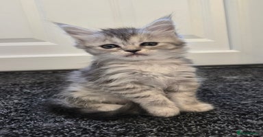 Maine Coon cats - Advert 13