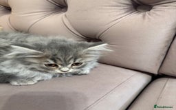 British Longhair cats for sale: British Long Hair Kittens - Image 1