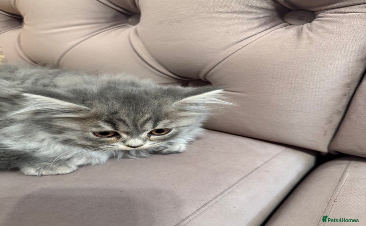 British Longhair cats - Advert 1
