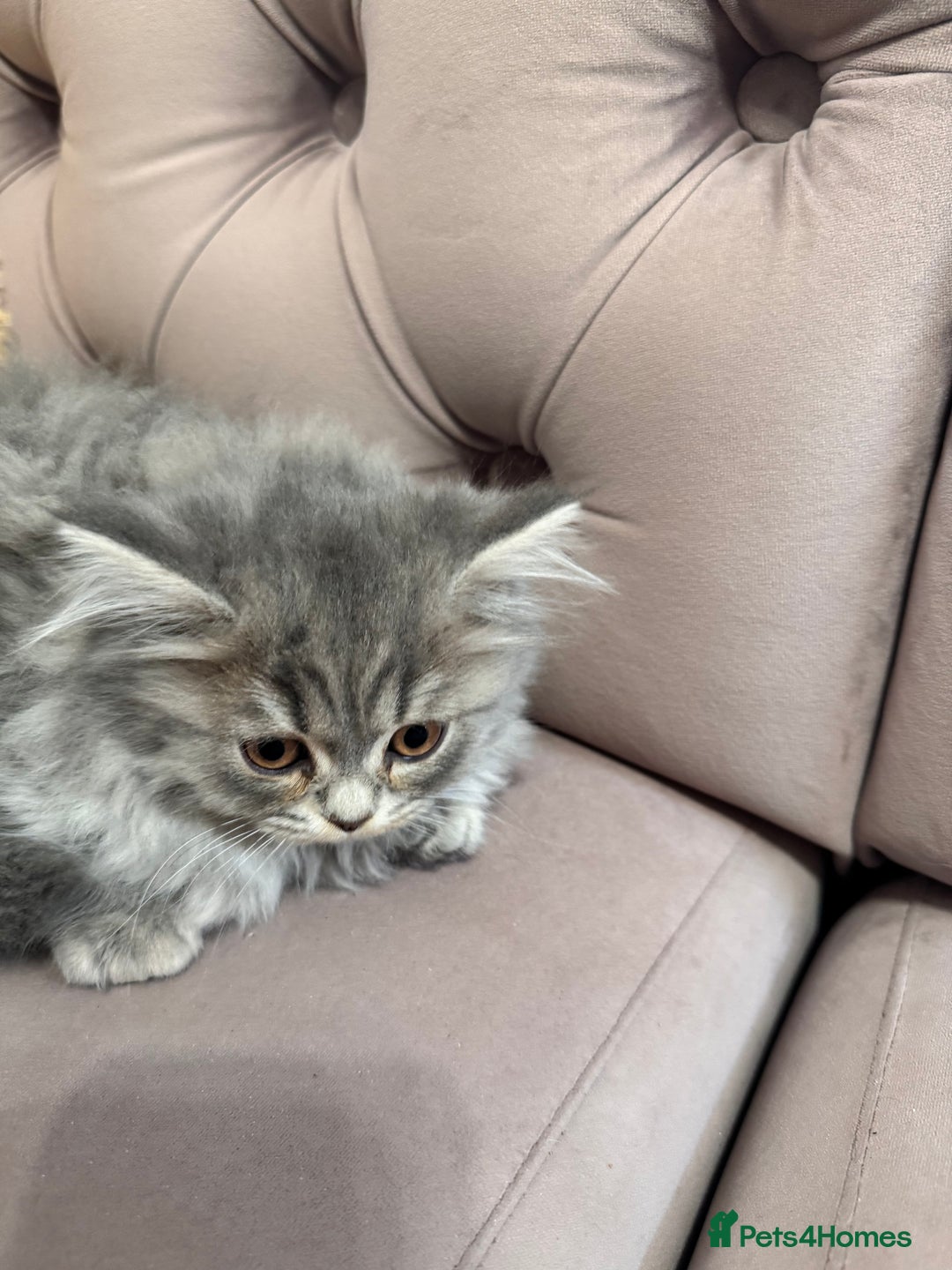 British Longhair cats for sale: British Long Hair Kittens - Image 1