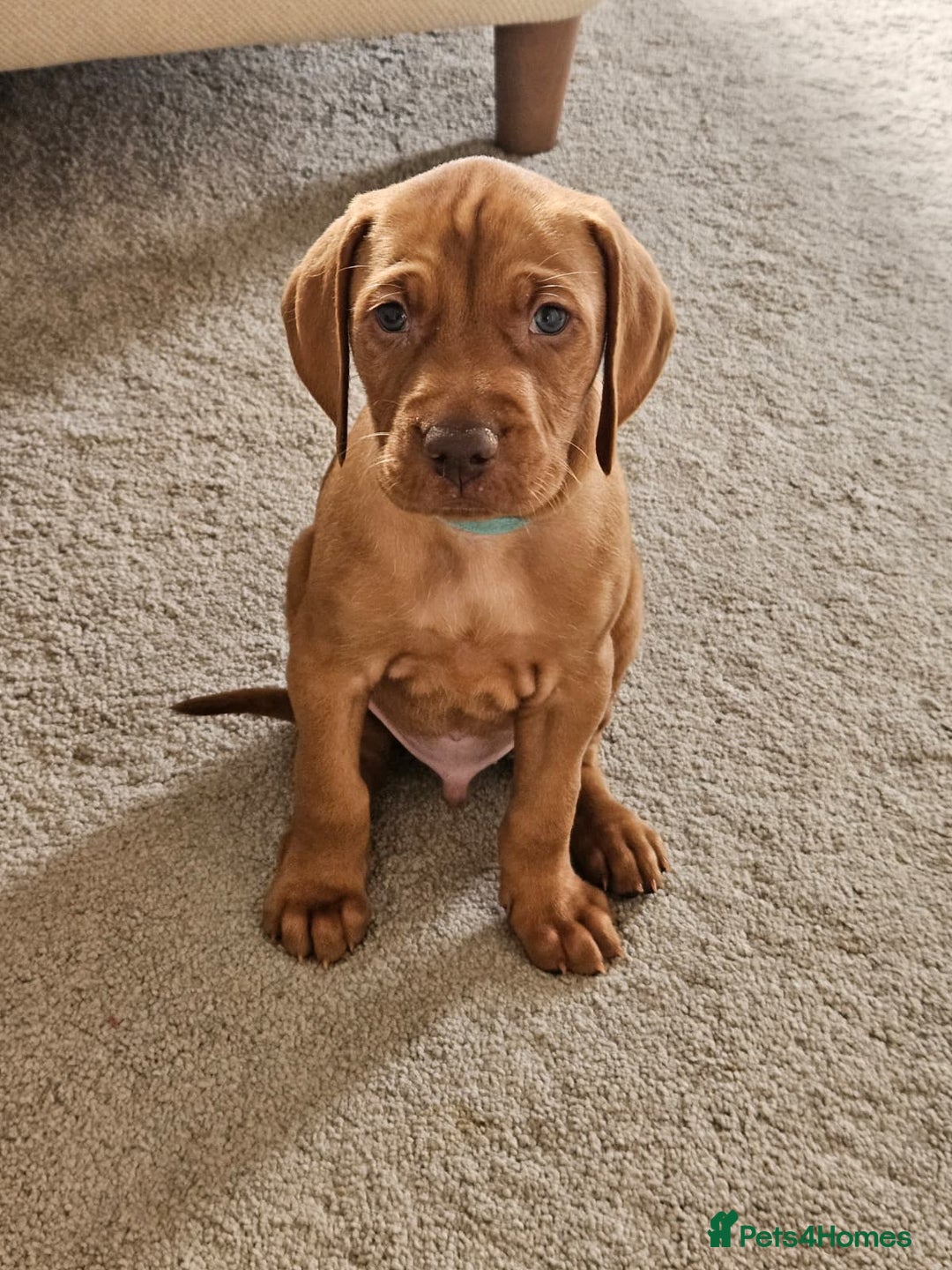Hungarian Vizsla dogs for sale: Hungarian Vizsla Puppies – Ready Soon! - Advert 6