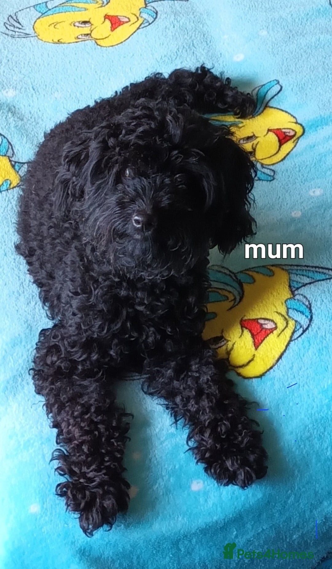 Cockapoo dogs for sale: F1B Cockapoo boy and girl  - Image 4