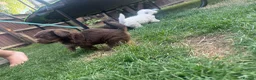 Cockapoo dogs for sale: Adorable cockapoo puppies  - Advert 4