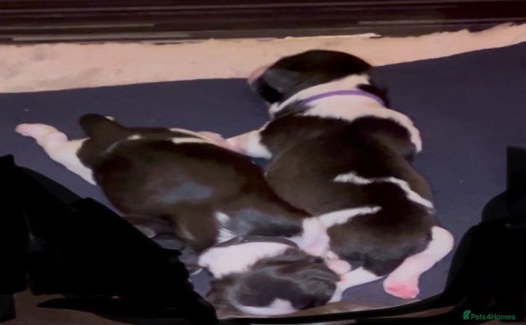Lhasa Apso dogs - Advert 1