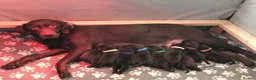 Labrador Retriever dogs for sale: Beautiful Chocolate Labrador puppies in Atherstone - Advert 2