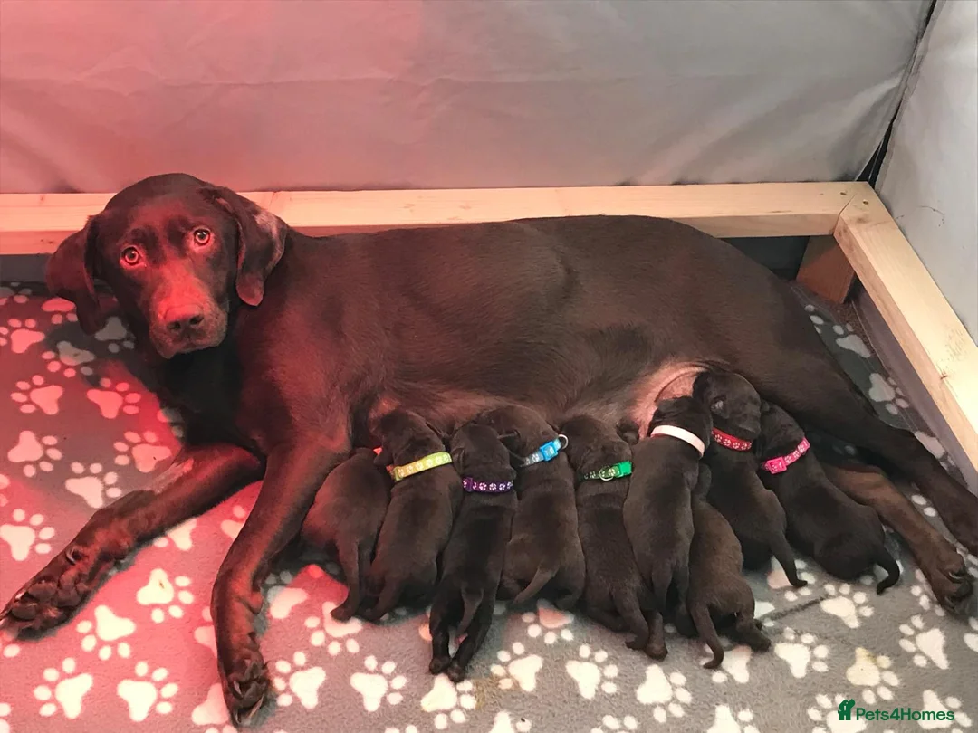Labrador Retriever dogs for sale: Beautiful Chocolate Labrador puppies in Atherstone - Advert 2