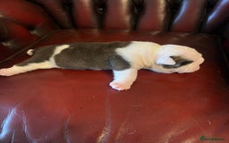 English Bulldog dogs for sale: English bulldogs - Advert 41