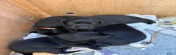 Labrador Retriever dogs for sale: Two Black KC Reg Labrador bitches from litter  in Yelverton - Advert 9
