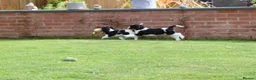 Cockapoo dogs for sale: Cockerlierpoo puppies for sale - Advert 34