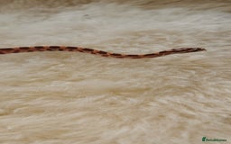 Corn Snake reptiles for sale: Baby corn snakes - Image 16