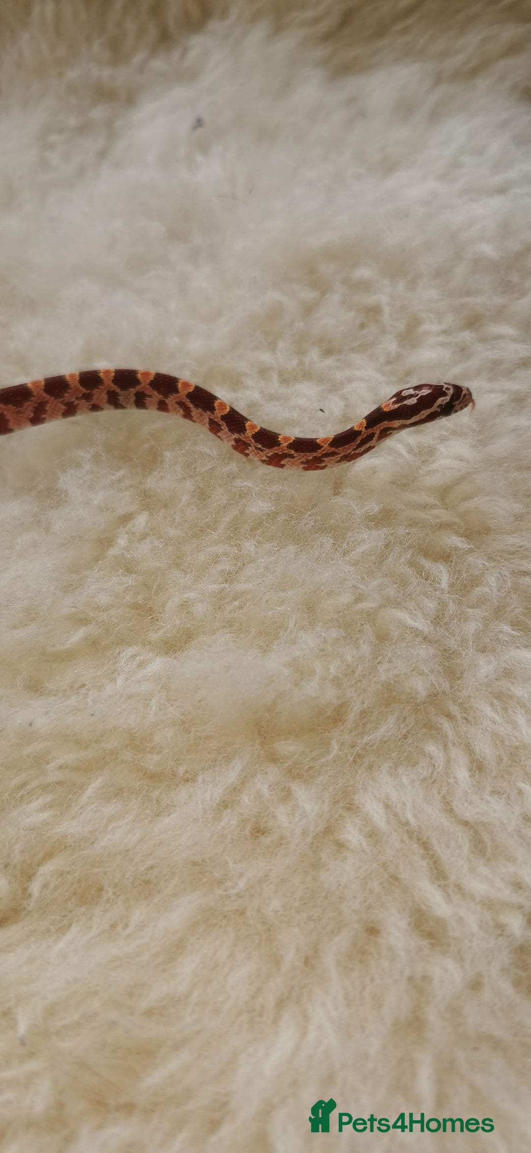 Corn Snake reptiles for sale: Baby corn snakes - Image 16