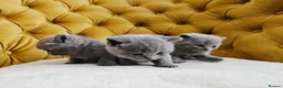British Shorthair cats for sale: British shorthair blue kittens  - Advert 1