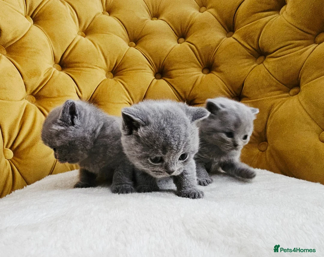 British Shorthair cats for sale: British shorthair blue kittens  - Advert 1