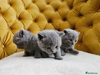 British Shorthair cats British shorthair blue kittens - Advert 18