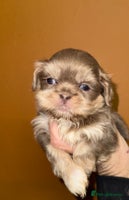 Shih Tzu dogs 🧡💜Stunning KC Registered Shih Tzu Puppies🧡💜 - Advert 9