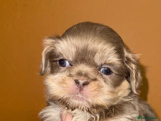 Shih Tzu dogs 🧡💜Stunning KC Registered Shih Tzu Puppies🧡💜 - Advert 1