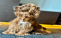 Cocker Spaniel dogs for sale: Active Show Cocker Spaniel Seeking Loving Home - Image 4