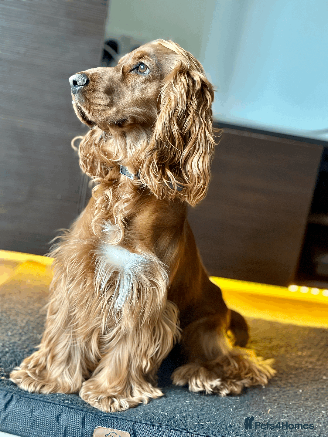 Cocker Spaniel dogs for sale: Active Show Cocker Spaniel Seeking Loving Home - Image 4
