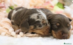 Miniature Dachshund dogs for sale: KC Miniature Dachshund Puppies - Image 13
