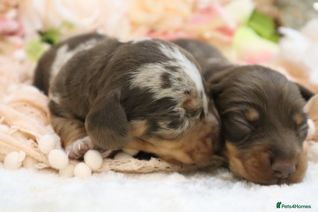 Miniature Dachshund dogs for sale: KC Miniature Dachshund Puppies - Image 13