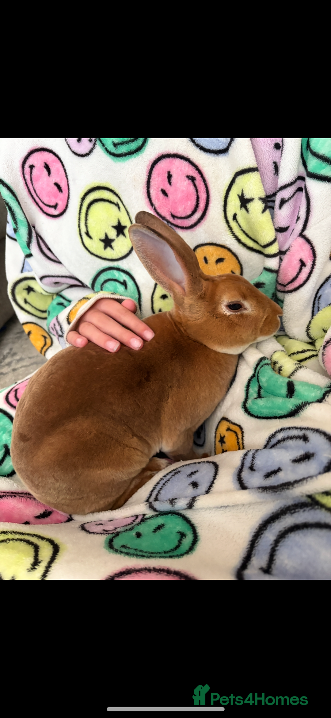 Rex rabbits for sale: Rex rabbits for sale - Image 13