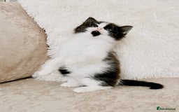 Mixed Breed cats for sale: Ragdoll X Maine Coon Kittens - Image 5