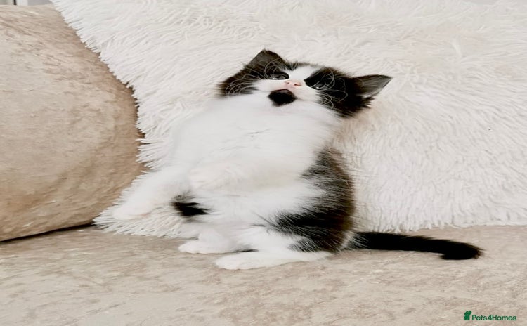 Mixed Breed cats ONE LEFT! Ragdoll X Maine Coon Kittens - Advert 3