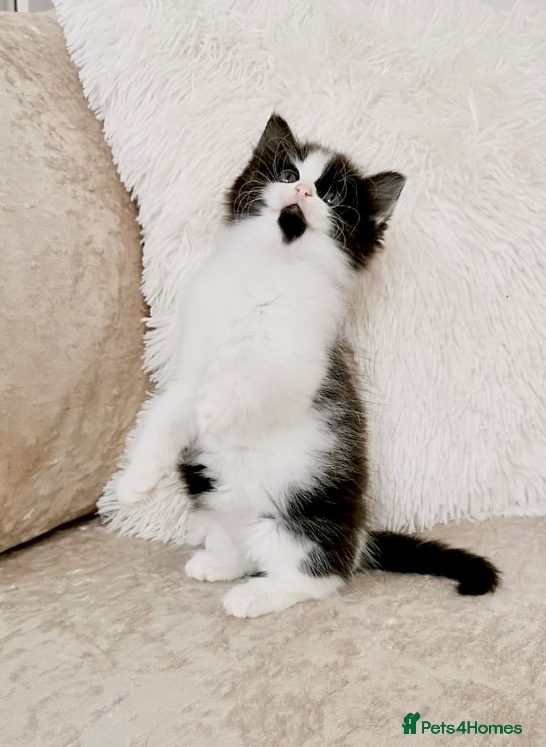 Mixed Breed cats for sale: Ragdoll X Maine Coon Kittens - Image 5