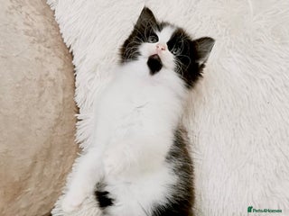 Mixed Breed cats ONE LEFT! Ragdoll X Maine Coon Kittens - Advert 5