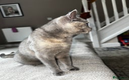 British Shorthair cats for sale: British short hair x Scottish fold  - Image 2