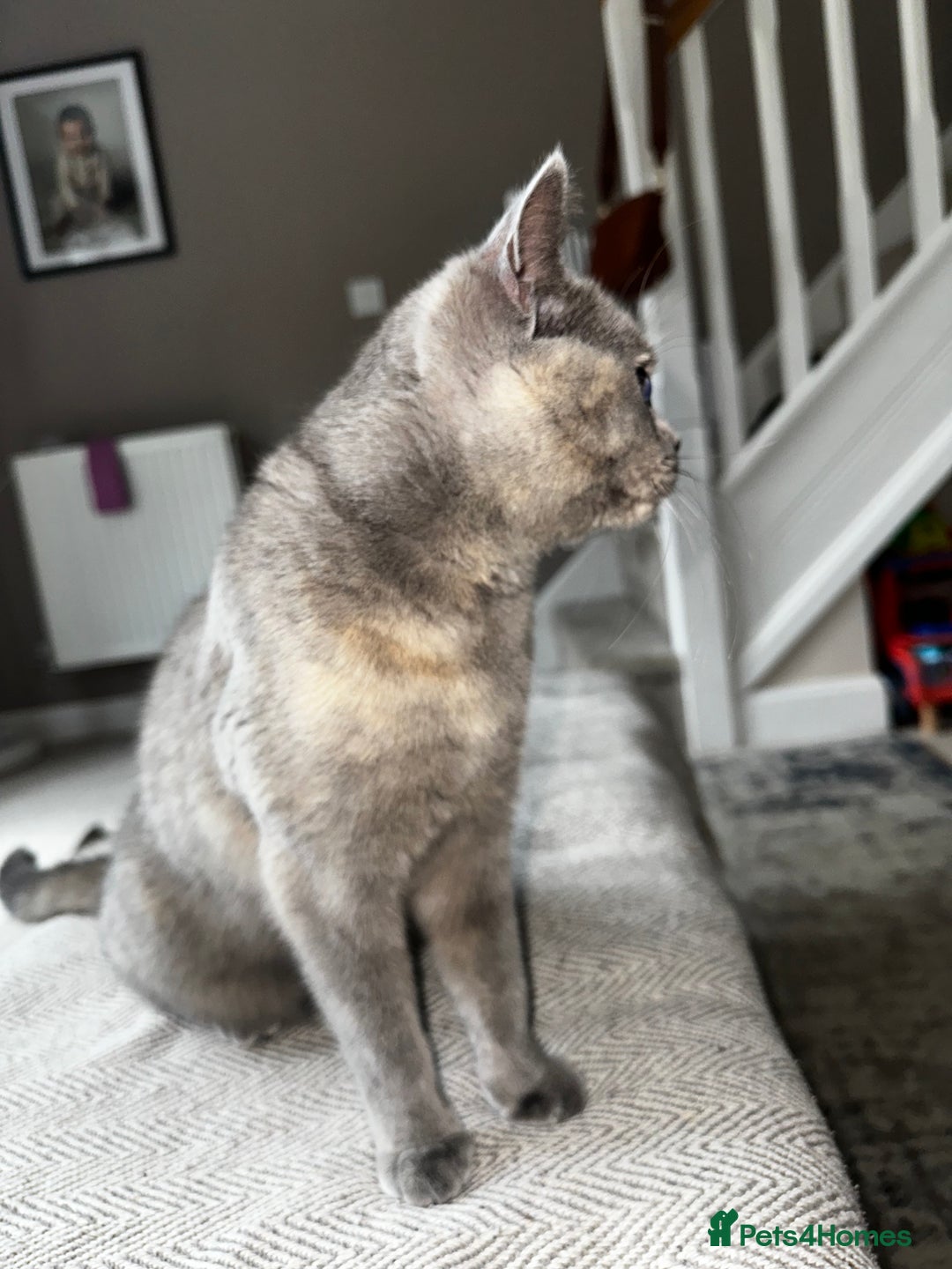 British Shorthair cats for sale: British short hair x Scottish fold  - Image 2