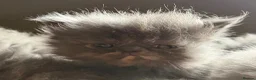 Persian cats for sale: Beautiful Persian kittens  - Advert 7