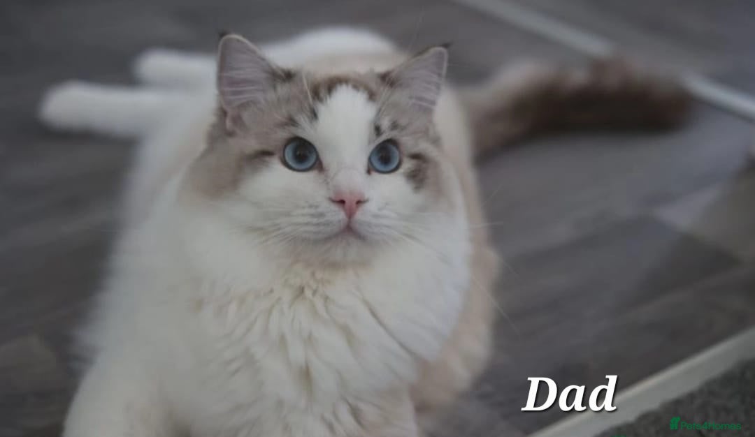 Ragdoll cats for sale: Champion Blood Ragdoll Bi colour kittens  - Image 6