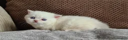 Munchkin cats for sale: Colour pointed, Female munchkin - Advert 4