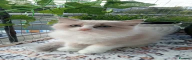 Ragdoll 2 (Girl)