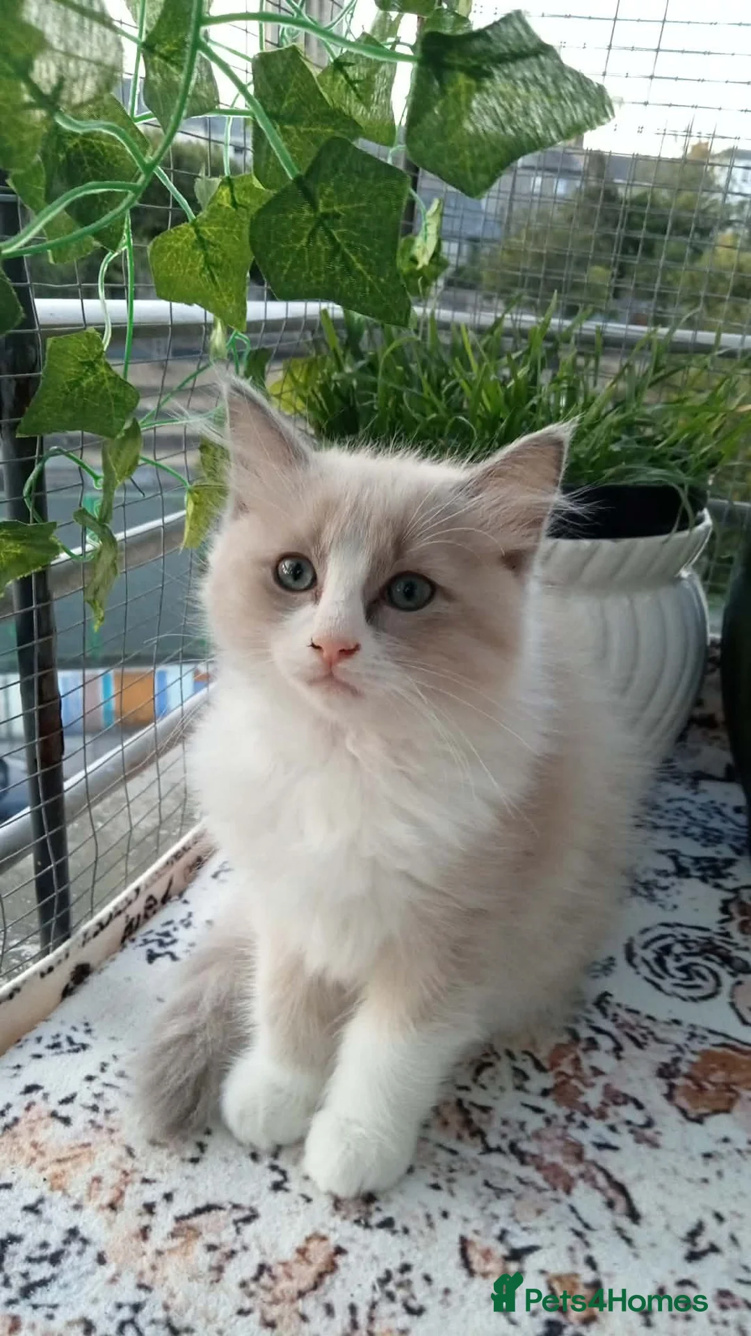 Ragdoll cats for sale: Playful Ragdoll Kittens in Plymouth - Advert 2