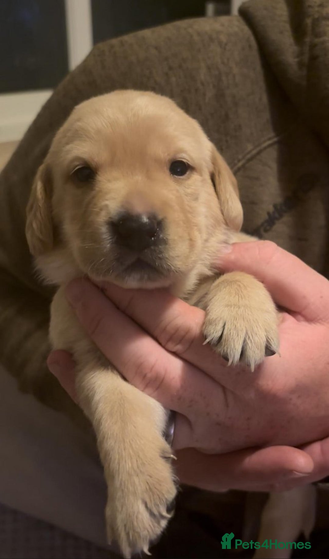 Labrador Retriever dogs for sale: Labrador Puppies. Yellow and Red colourings. - Image 2