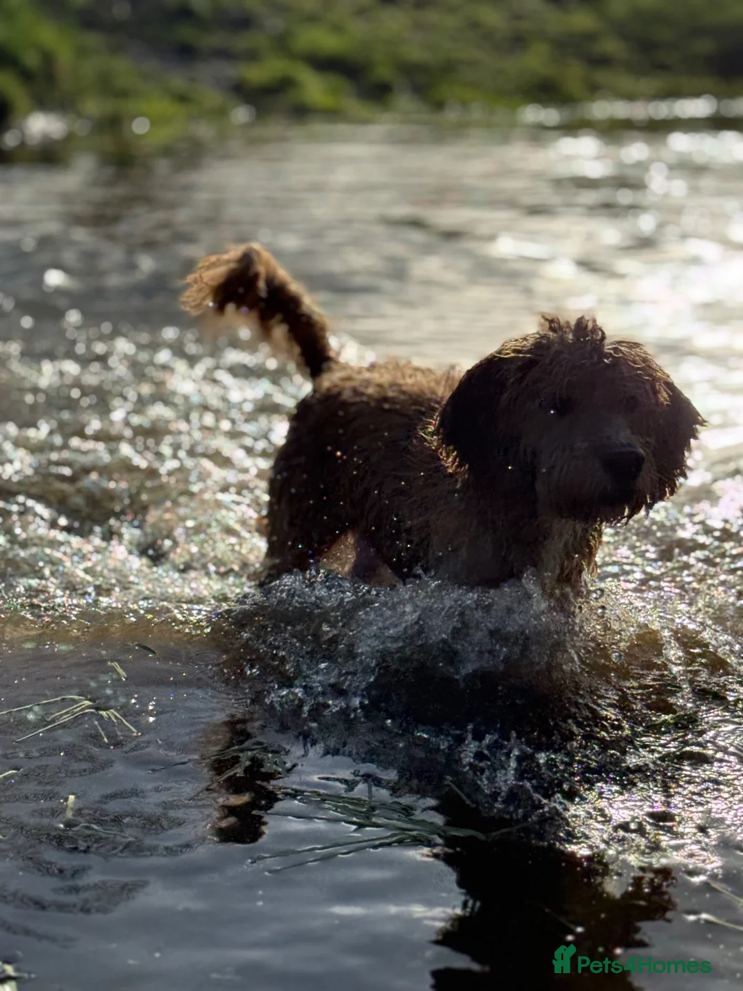 Cockapoo dogs for stud: Dog for stud  - Advert 7