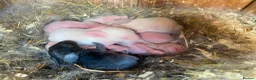 Mini Lop rabbits for sale: Mini lops Est since 2014   - Advert 3