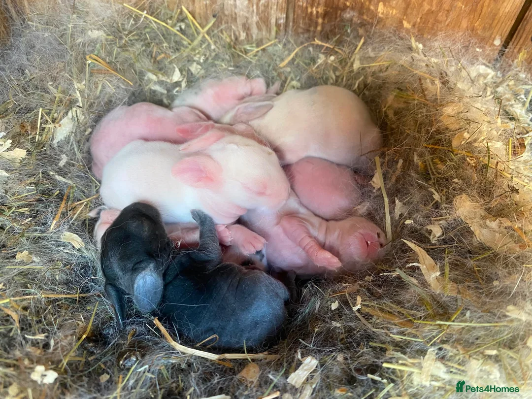 Mini Lop rabbits for sale: Mini lops Est since 2014   - Advert 3