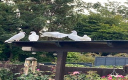 Doves birds for sale: Straight and fantails white doves  - Image 2
