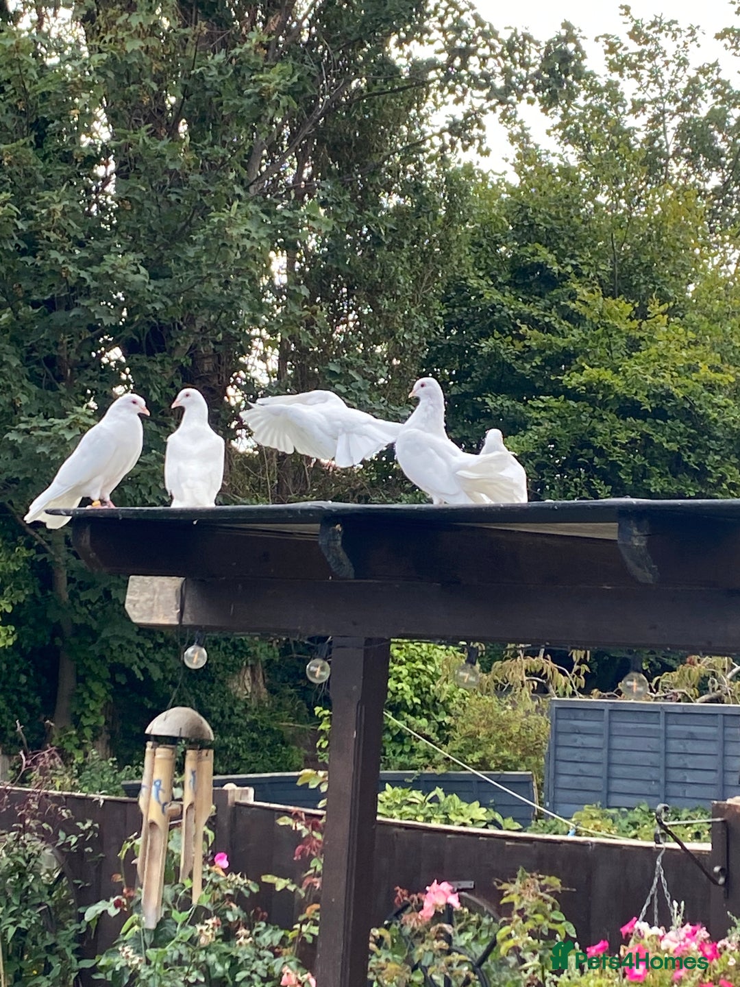 Doves birds for sale: Straight and fantails white doves  - Image 2