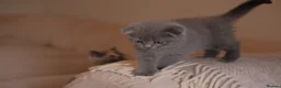 Scottish Fold cats for sale: Stunning Scottish Fold & Straight Kittens! 🐾 - Advert 18