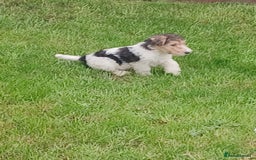 Fox Terrier dogs for sale: KC Reg Wire Fox Terrier Puppies READY NOW - Image 31