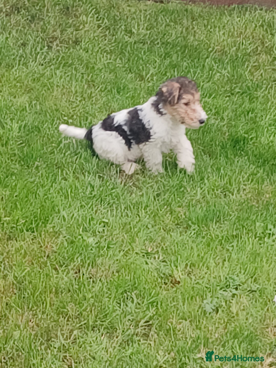Fox Terrier dogs for sale: KC Reg Wire Fox Terrier Puppies READY NOW - Image 31
