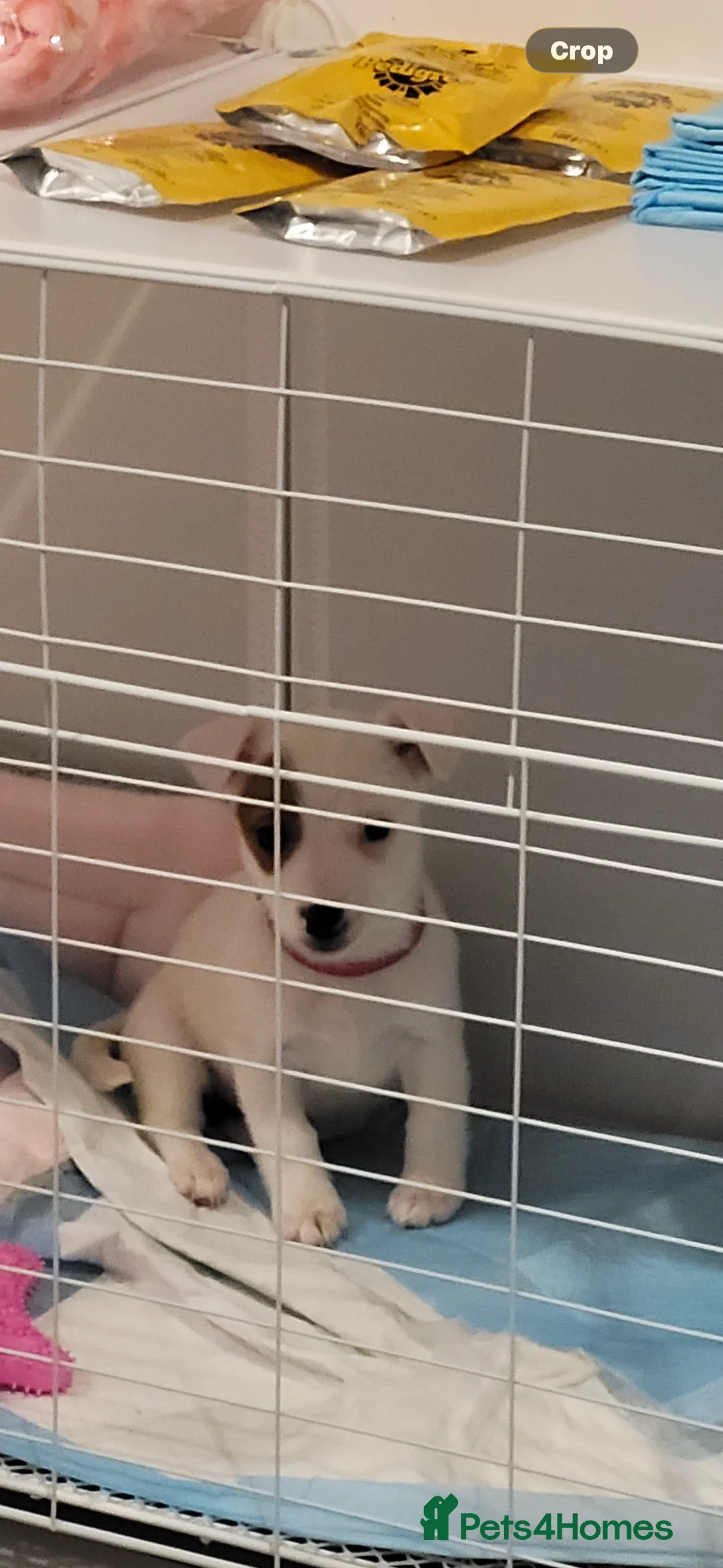 Jack Russell dogs for sale: Jack russel - Advert 4