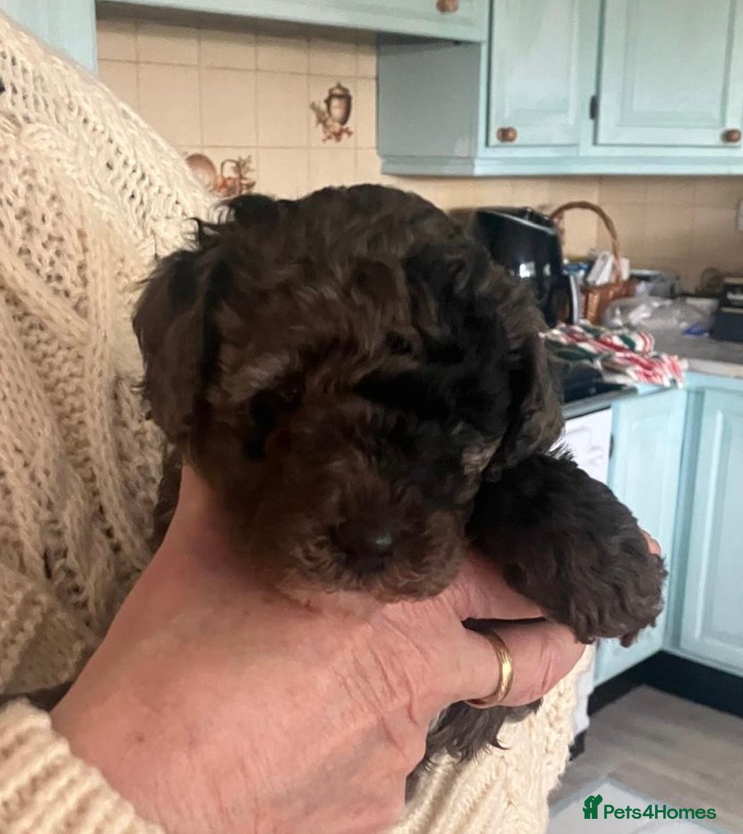 Poochon dogs for sale: Gorgeous Merle boy Poochon Puppy - Advert 12