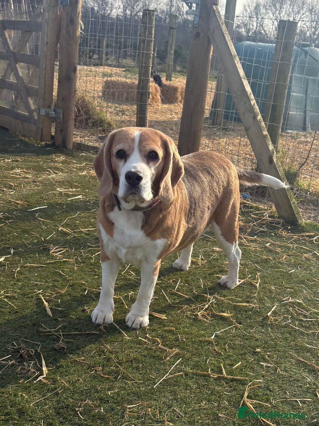 Beagle dogs for sale: Bella the Beagle - Image 3