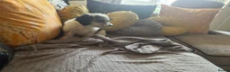 Mixed Breed dogs for sale: Dogs hair don’t fall out look like cokapoos  - Advert 3